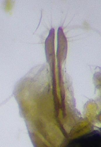 Phyllotreta vittula